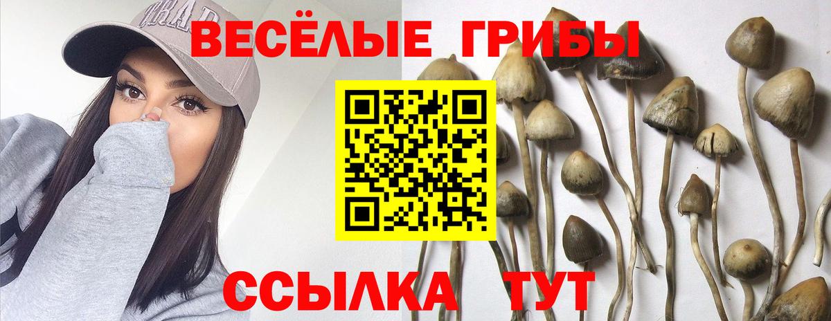 Псилоцибиновые грибы мицелий Алексеевка